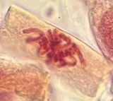 Microscopy image showing cell division stages