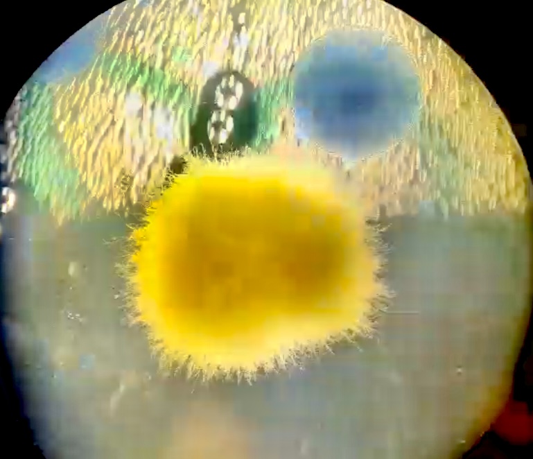 Microbial cell culture sample for quantification