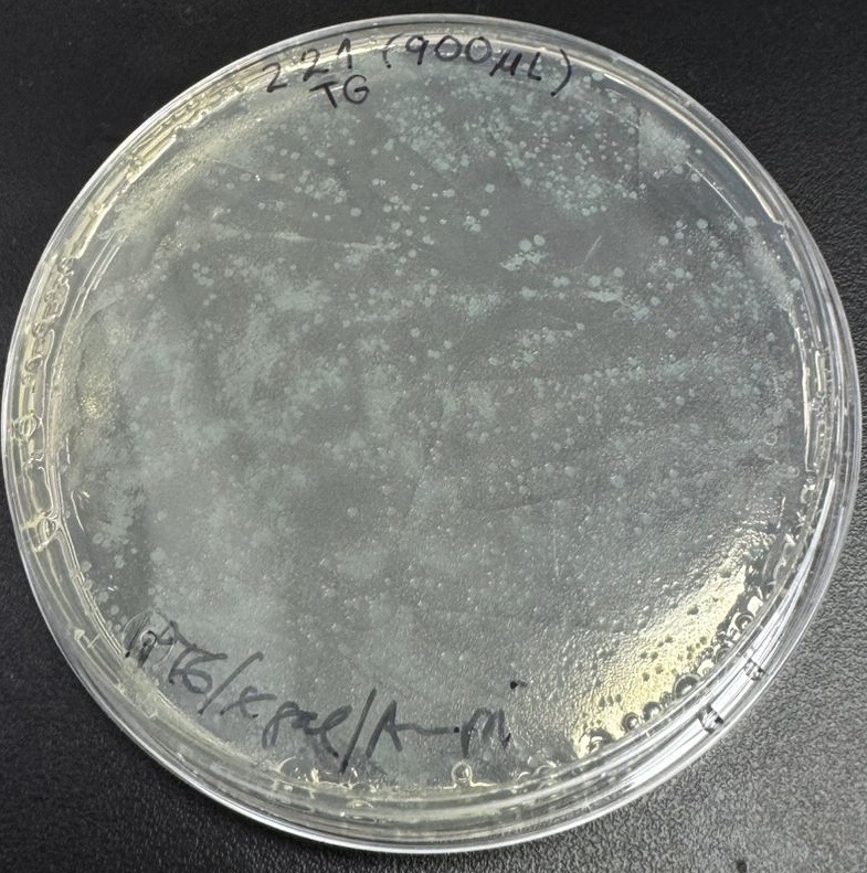 Bacterial colonies from a molecular cloning experiment