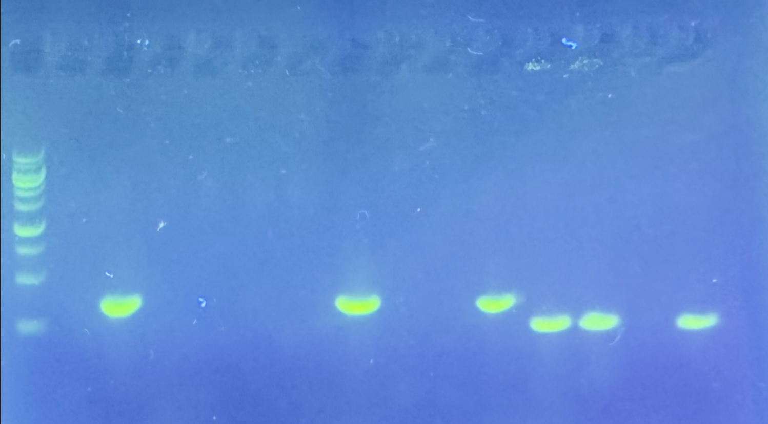Agarose gel showing PCR amplification products