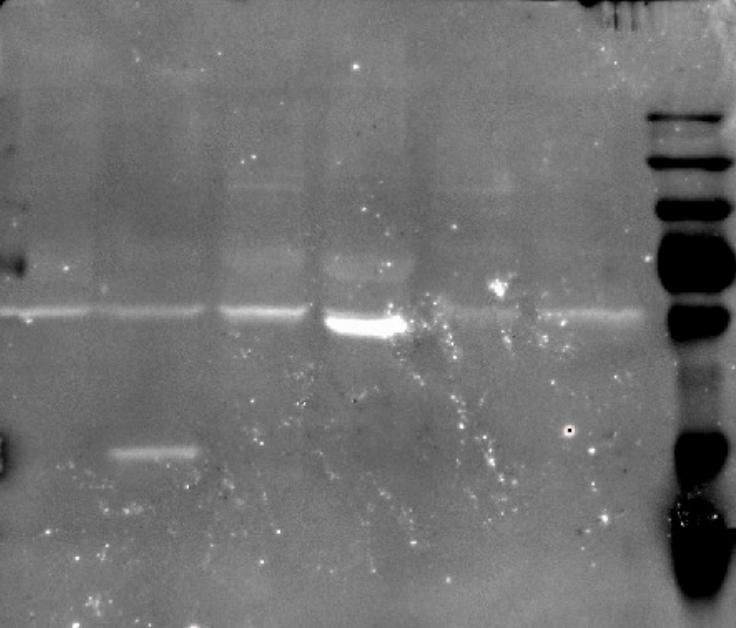 Western blot membrane showing protein expression bands